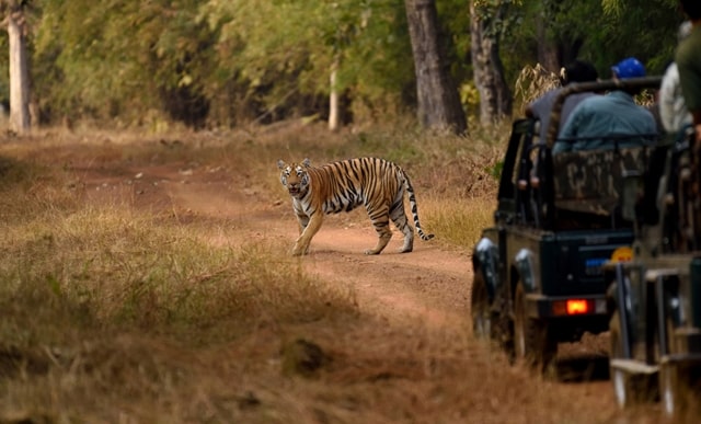 कान्हा राष्ट्रीय उद्यान पर्यटन- Kanha National Park